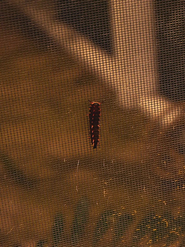 _DSC1817.jpeg