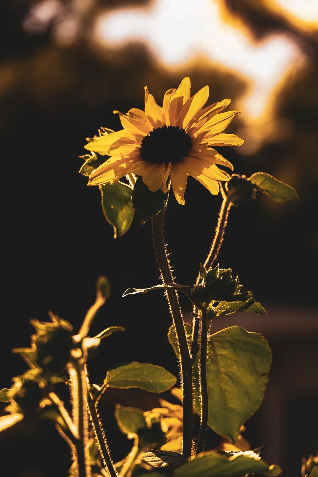 _DSC1526.jpeg