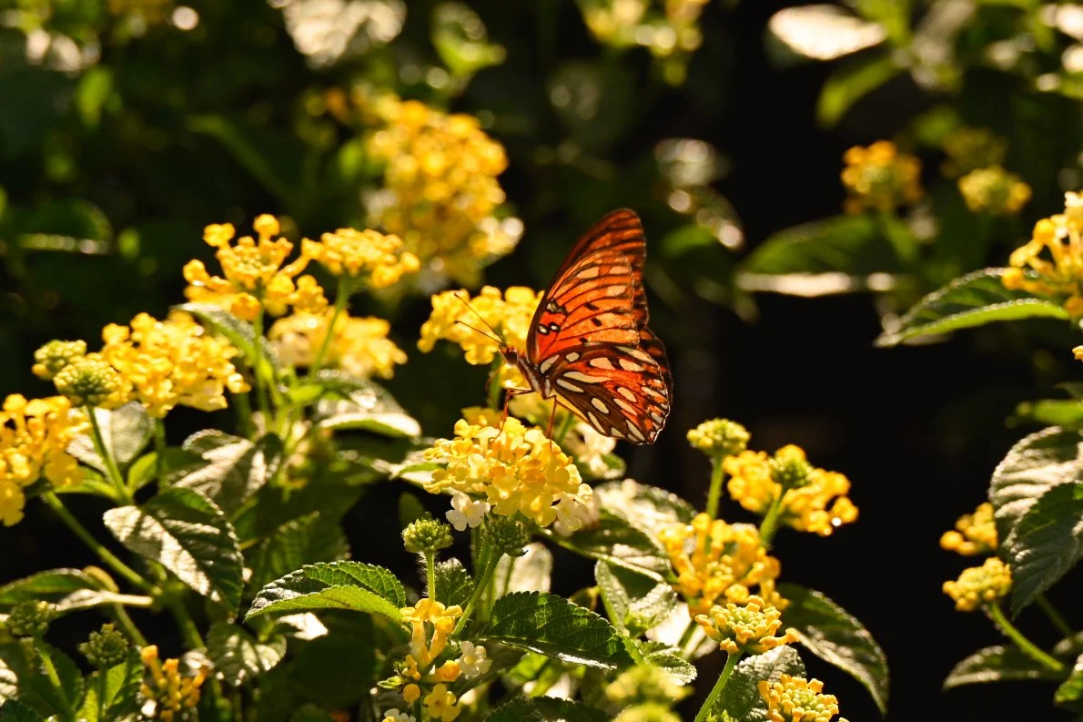 _DSC1309.jpeg
