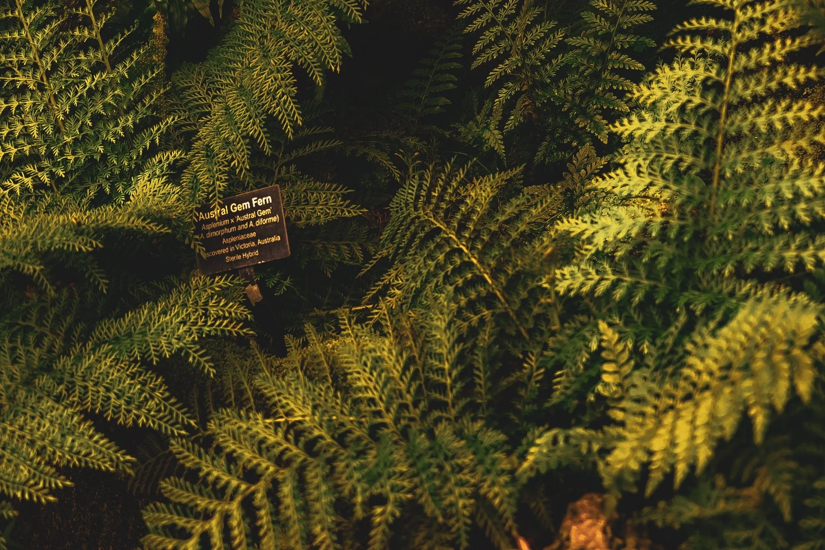 _DSC0390.jpeg