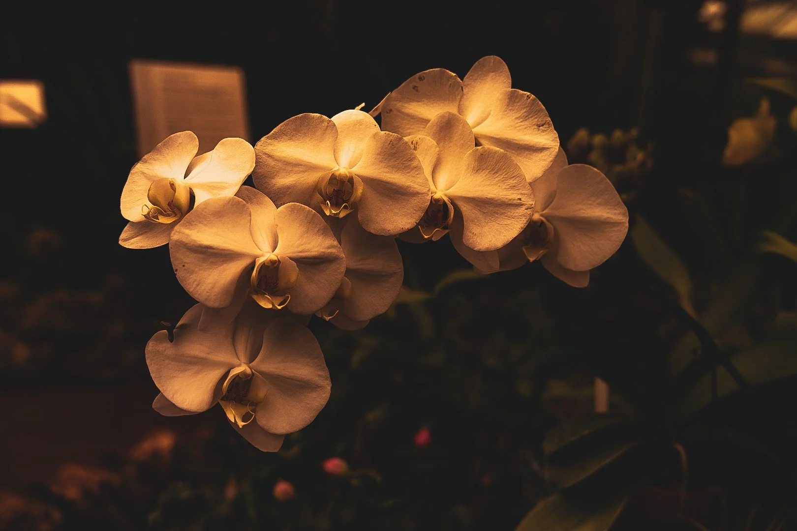 _DSC0430.jpeg