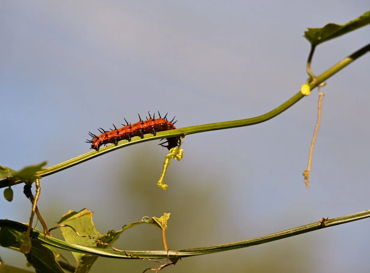 _DSC1457.jpeg