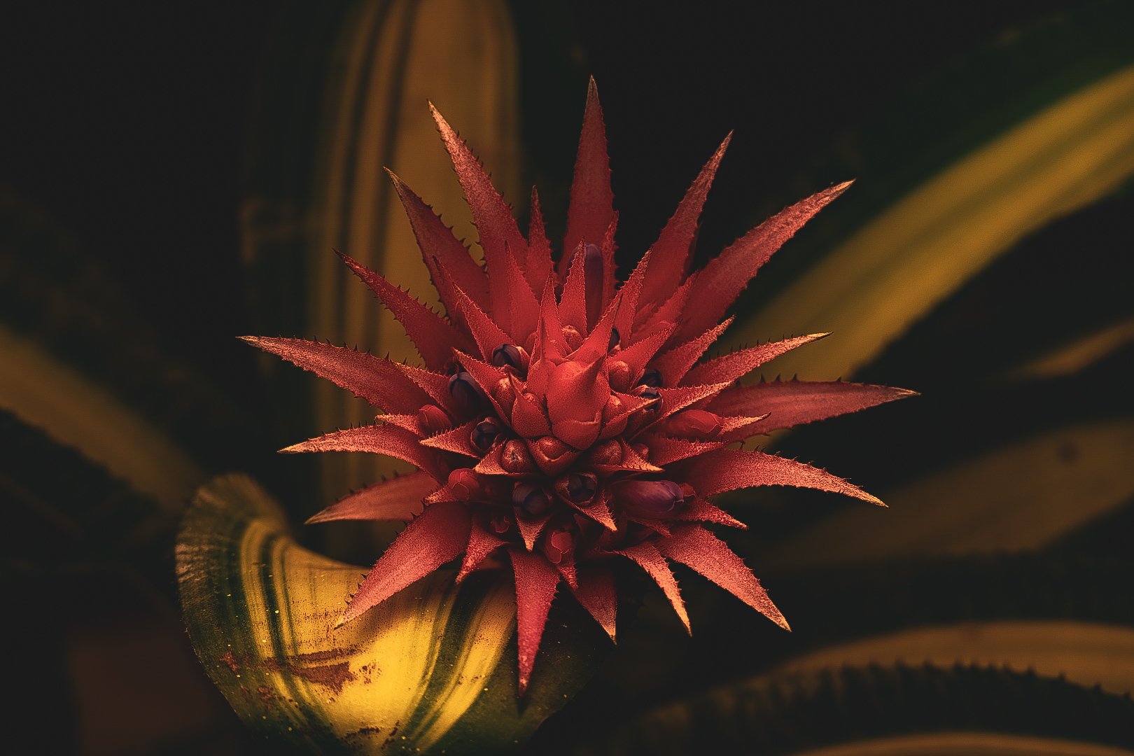 _DSC0410.jpeg