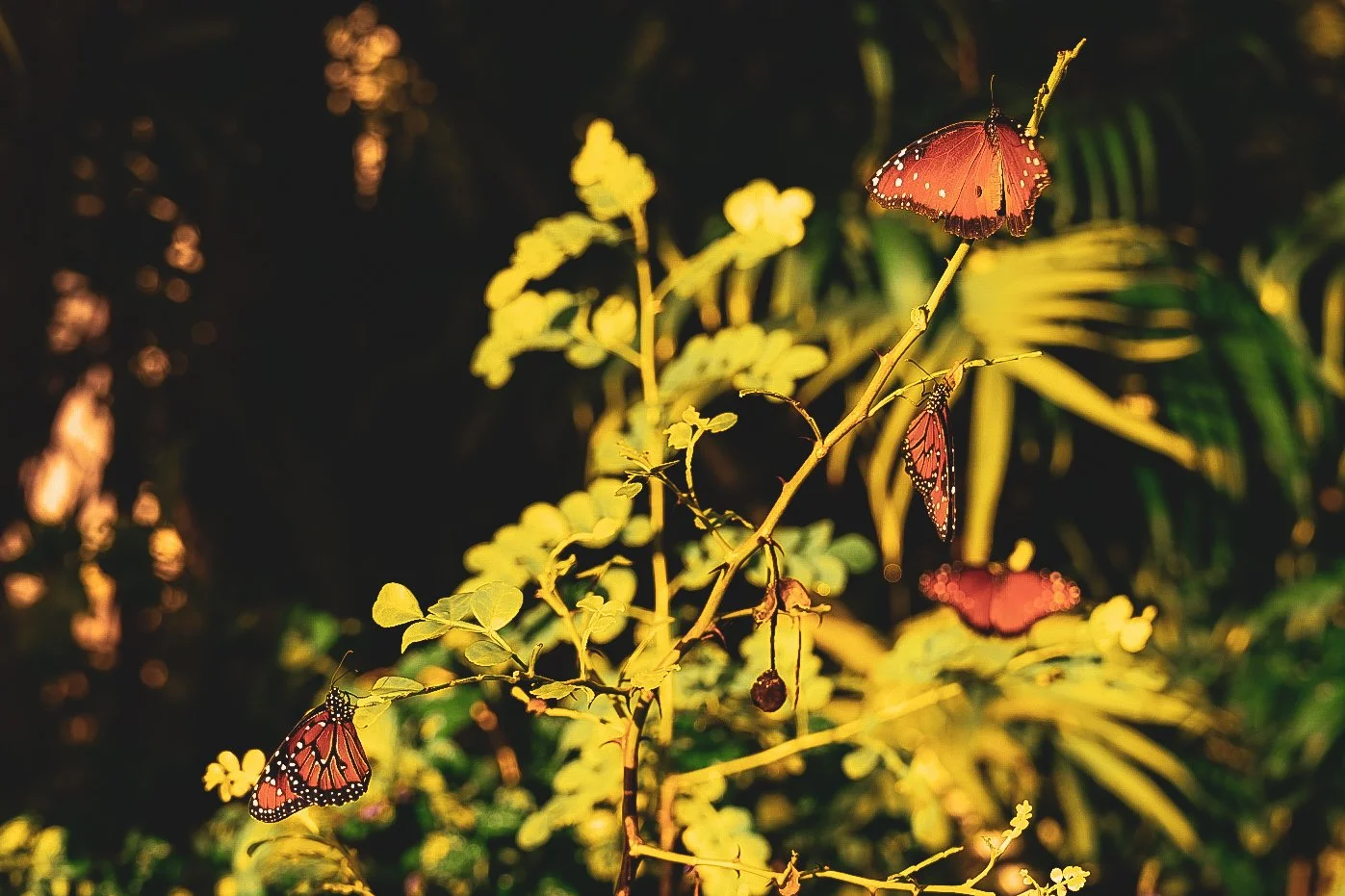 _DSC1385.jpeg