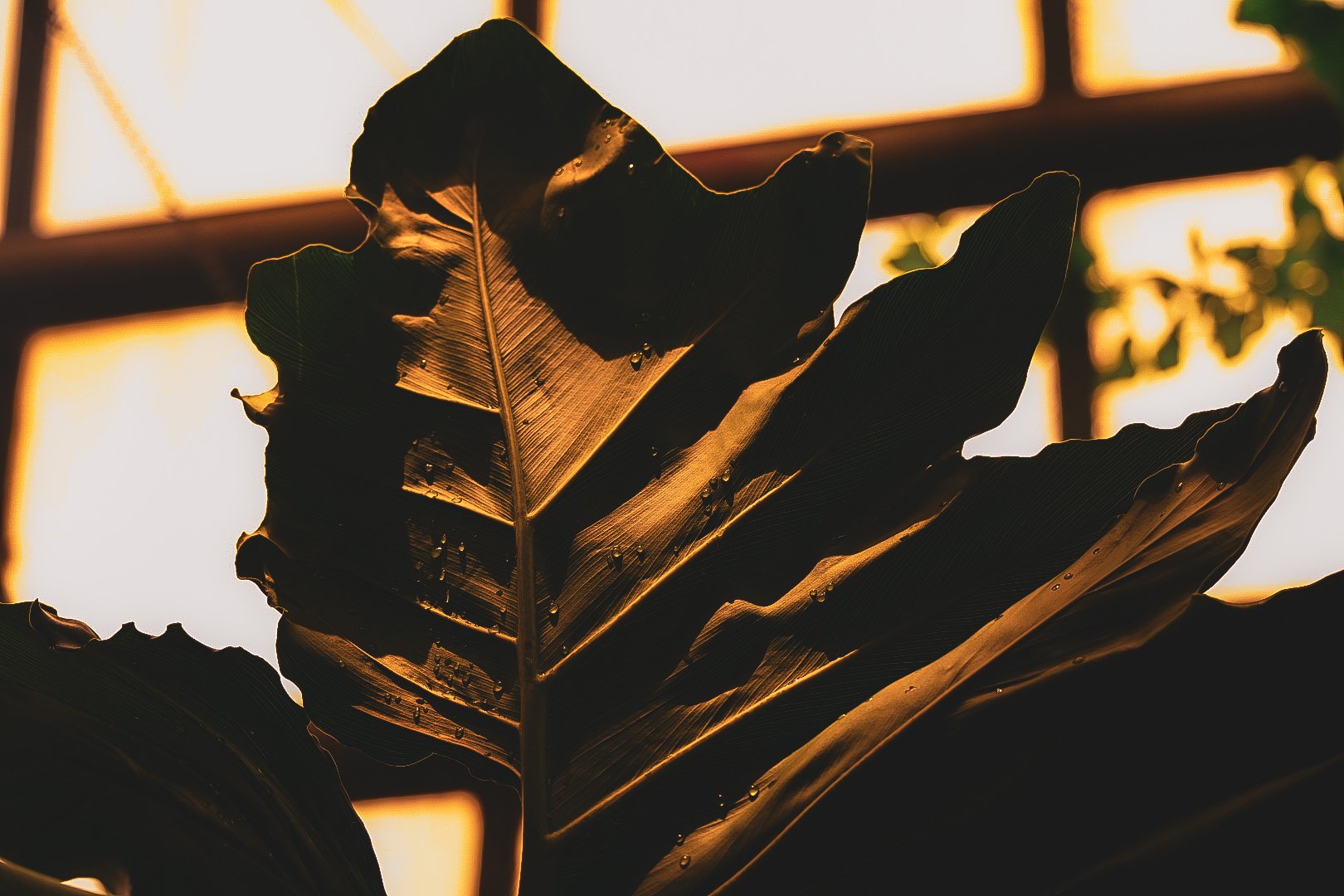 _DSC0388.jpeg