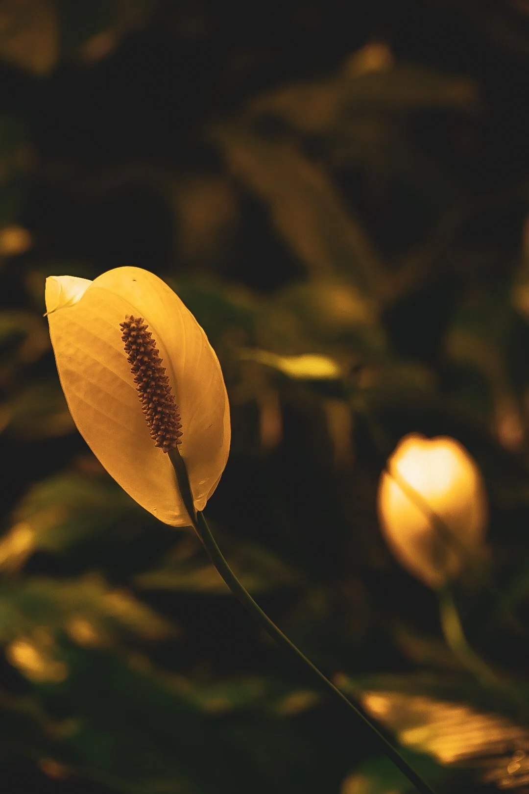 _DSC0379.jpeg