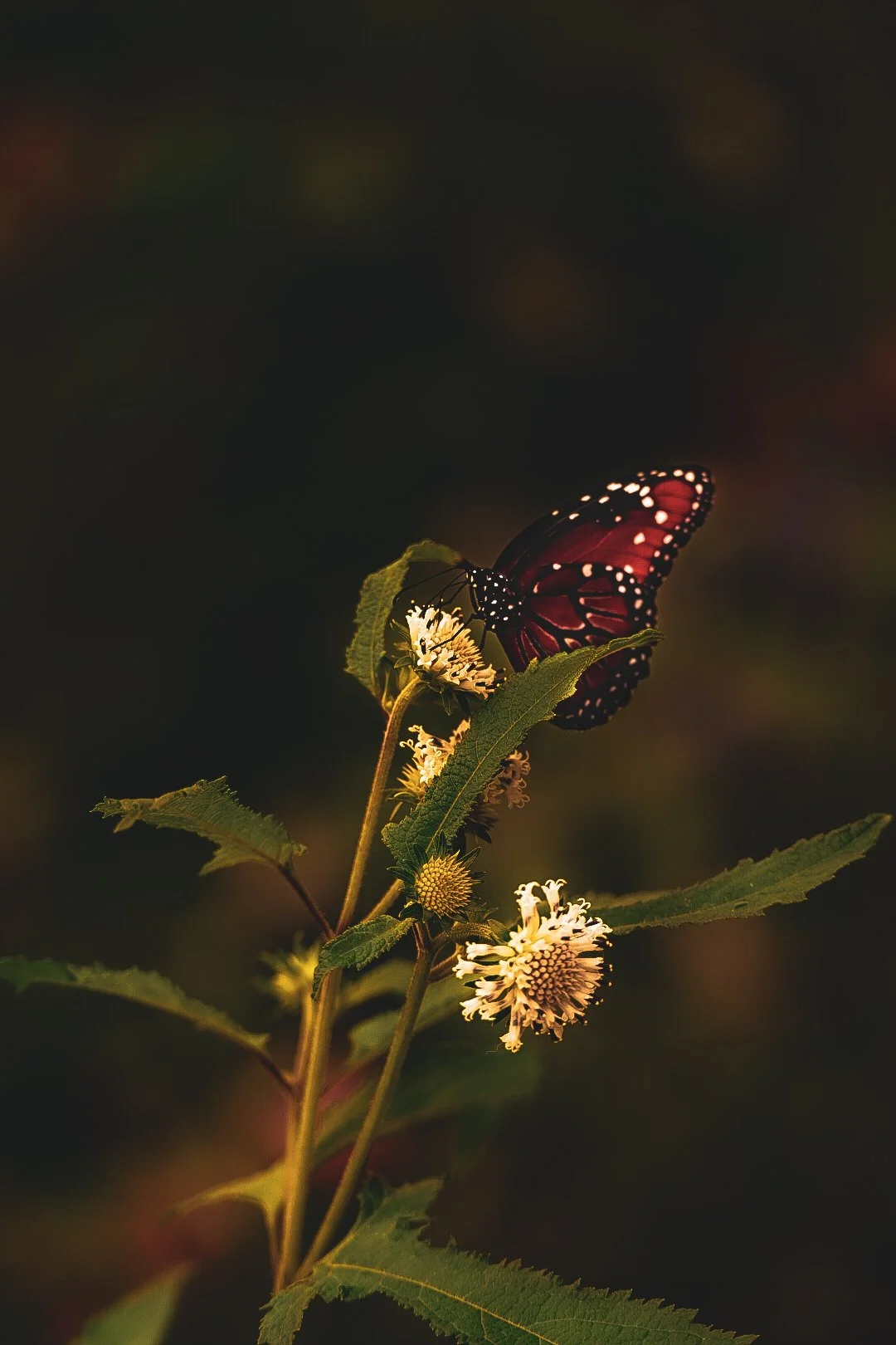 _DSC1749.jpeg
