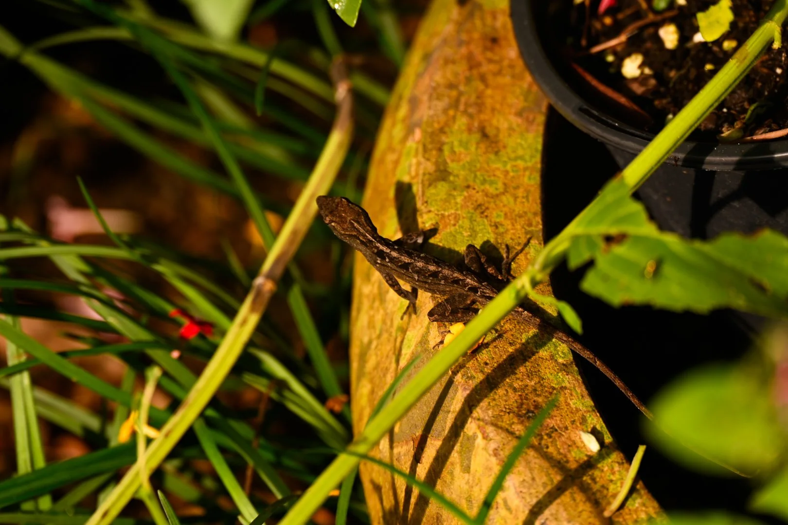 _DSC1497.jpeg
