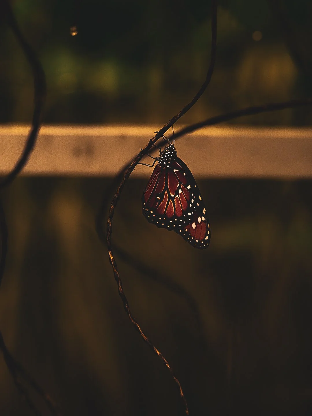 _DSC1887.jpeg
