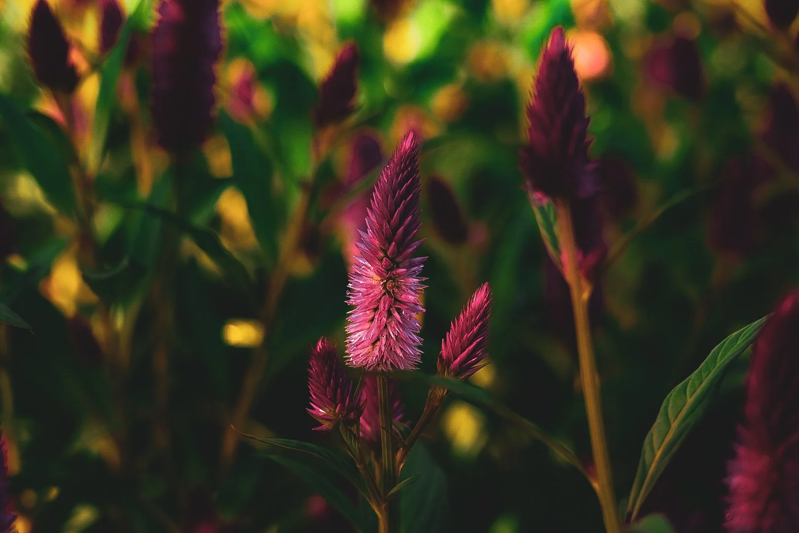 _DSC1278.jpeg