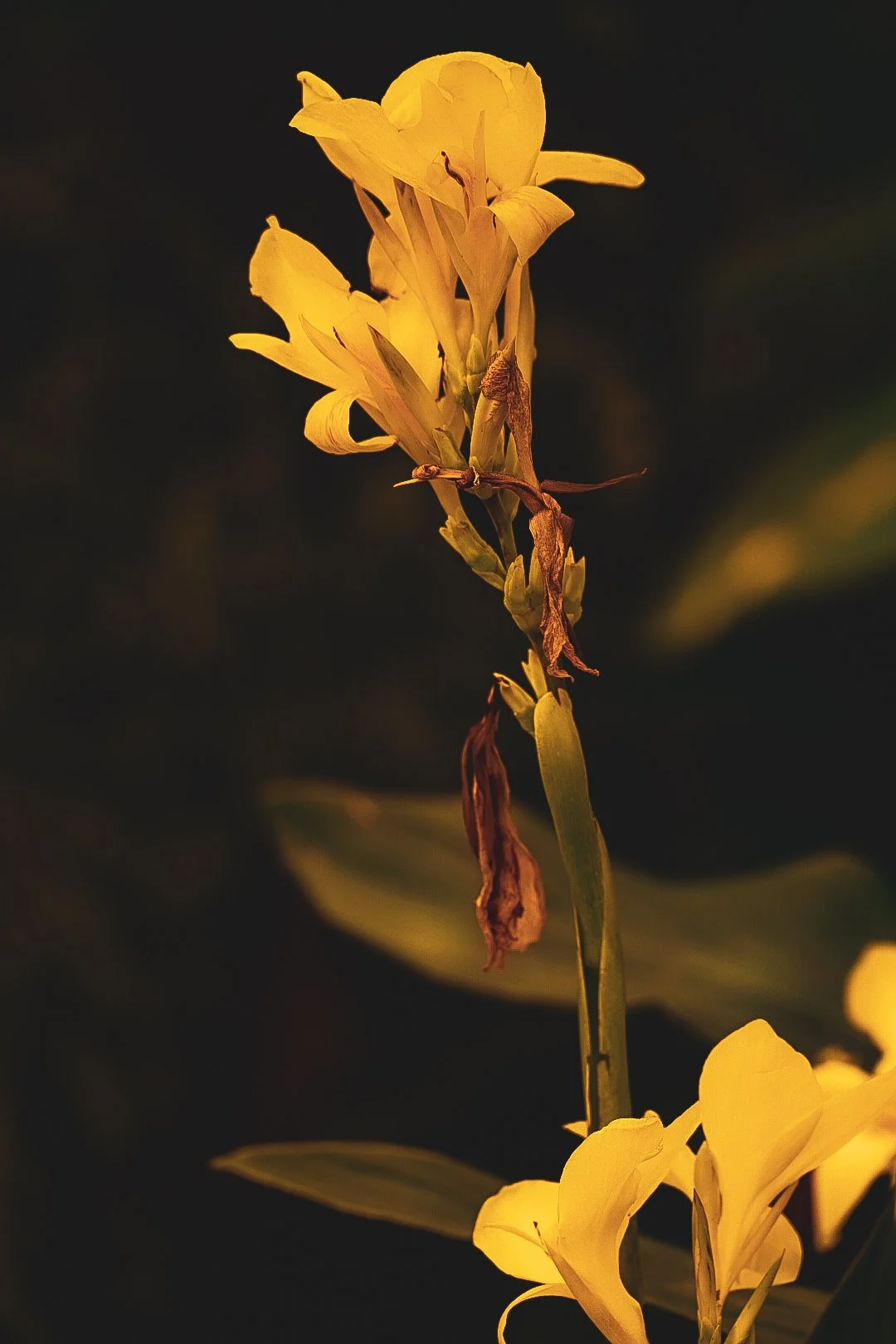 _DSC0593.jpeg