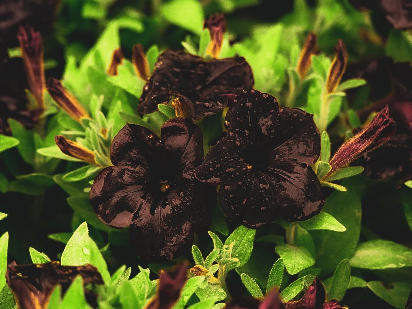 _DSC1779.jpeg