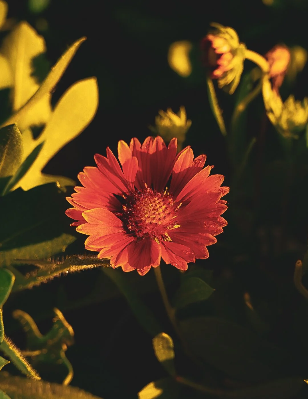 _DSC1297.jpeg
