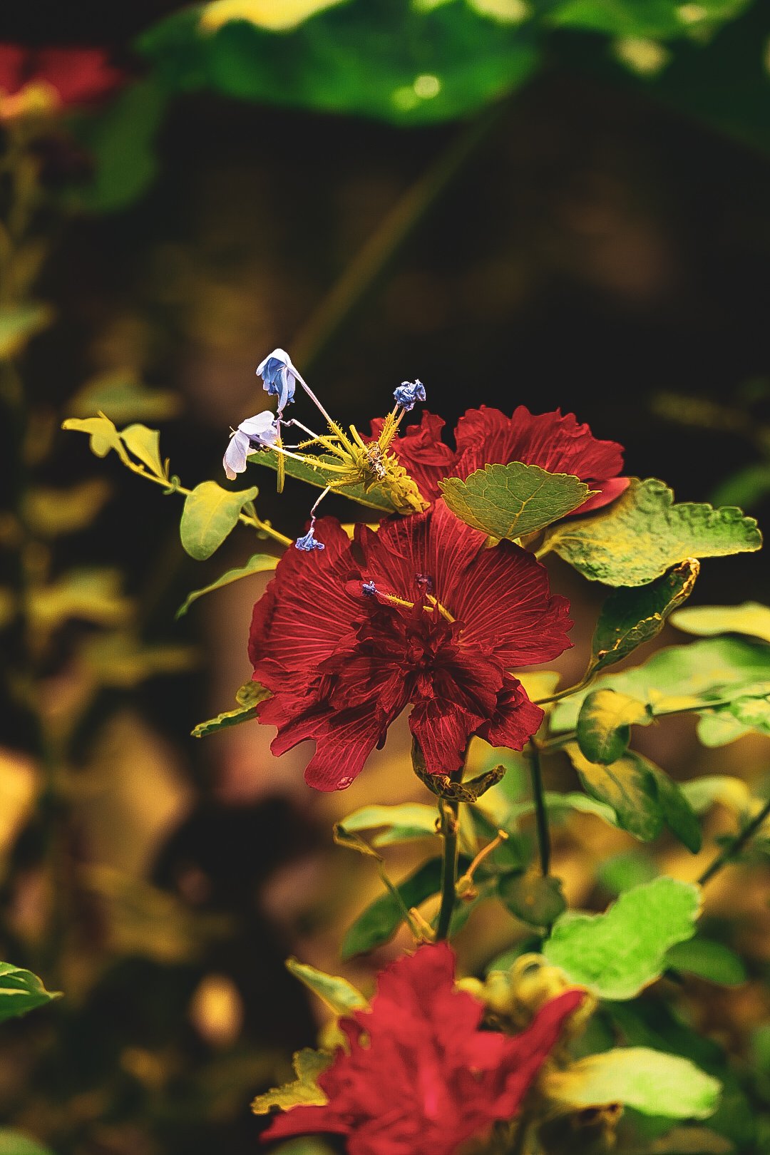 _DSC0420.jpeg