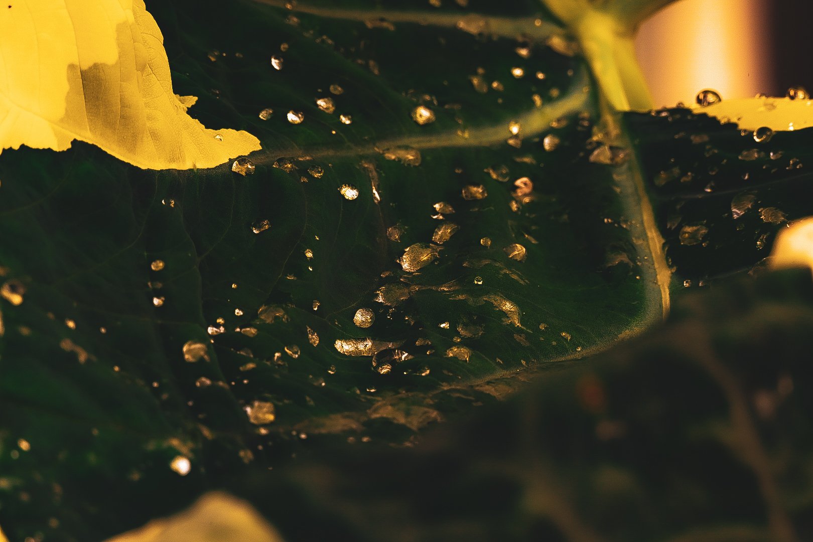 _DSC1478.jpeg