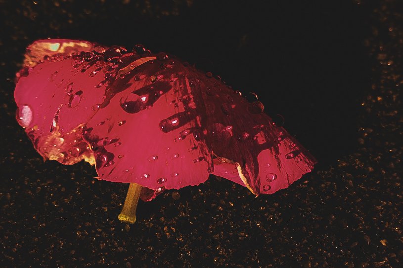 _DSC1505.jpeg