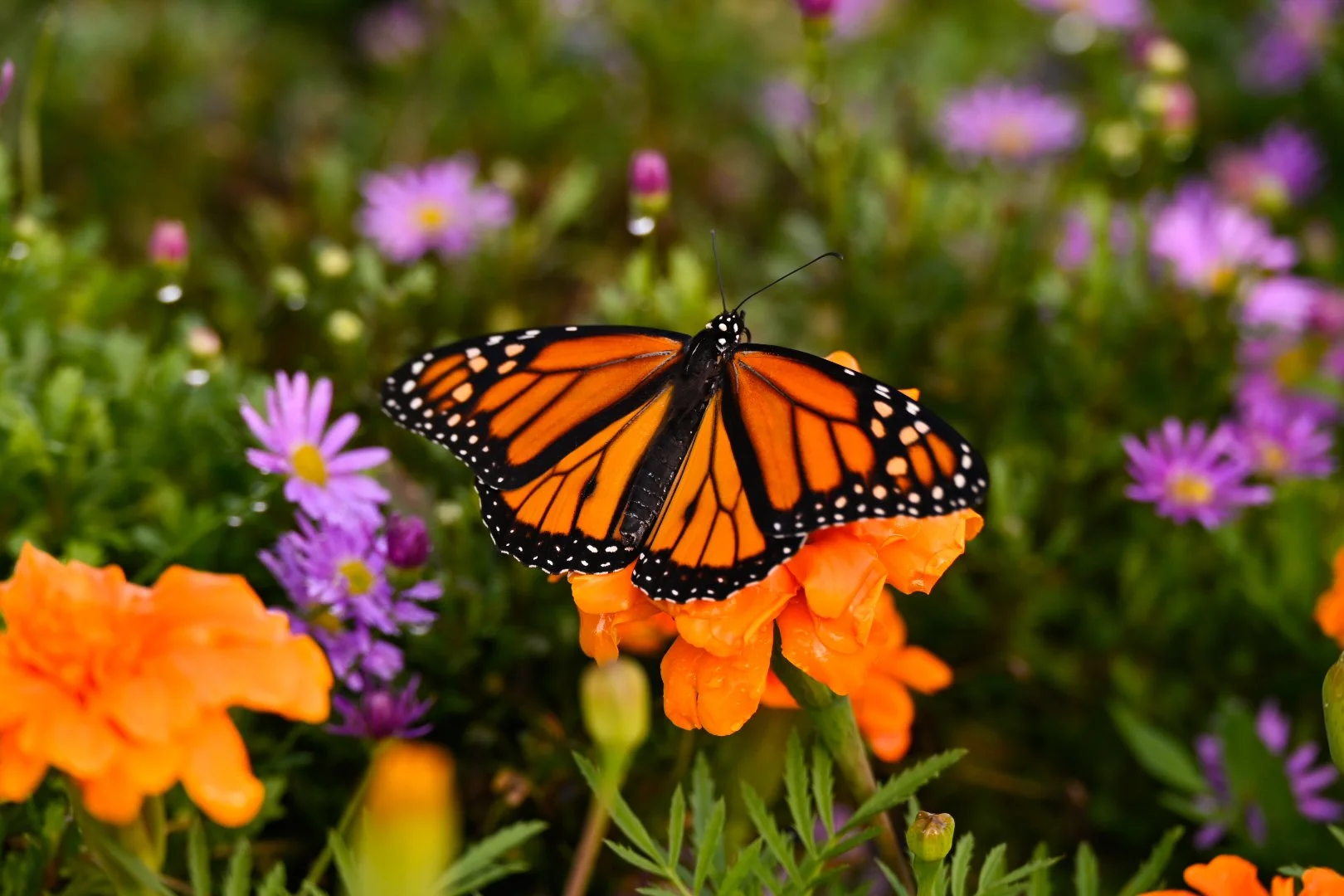 _DSC1289.jpeg