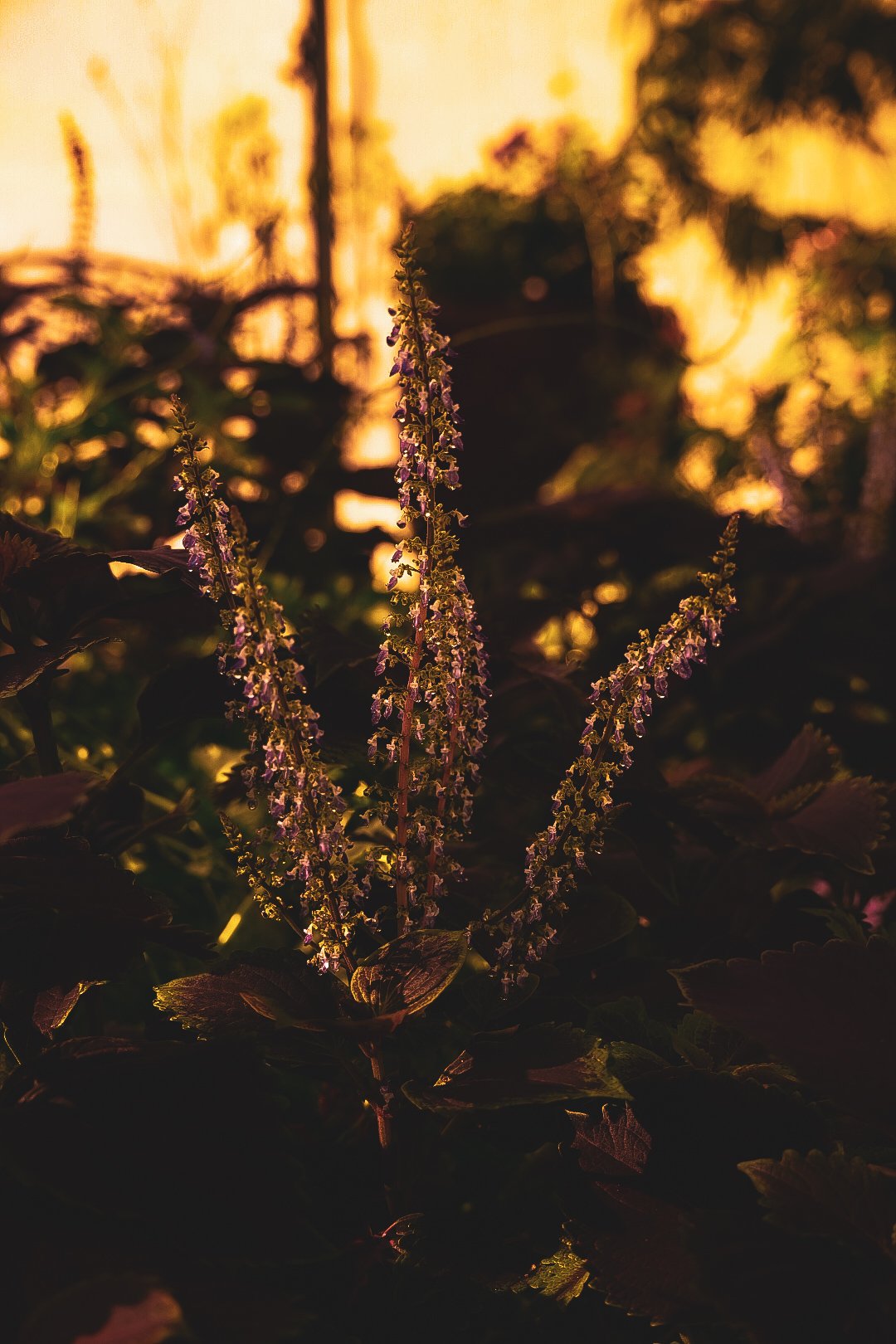 _DSC1384.jpeg