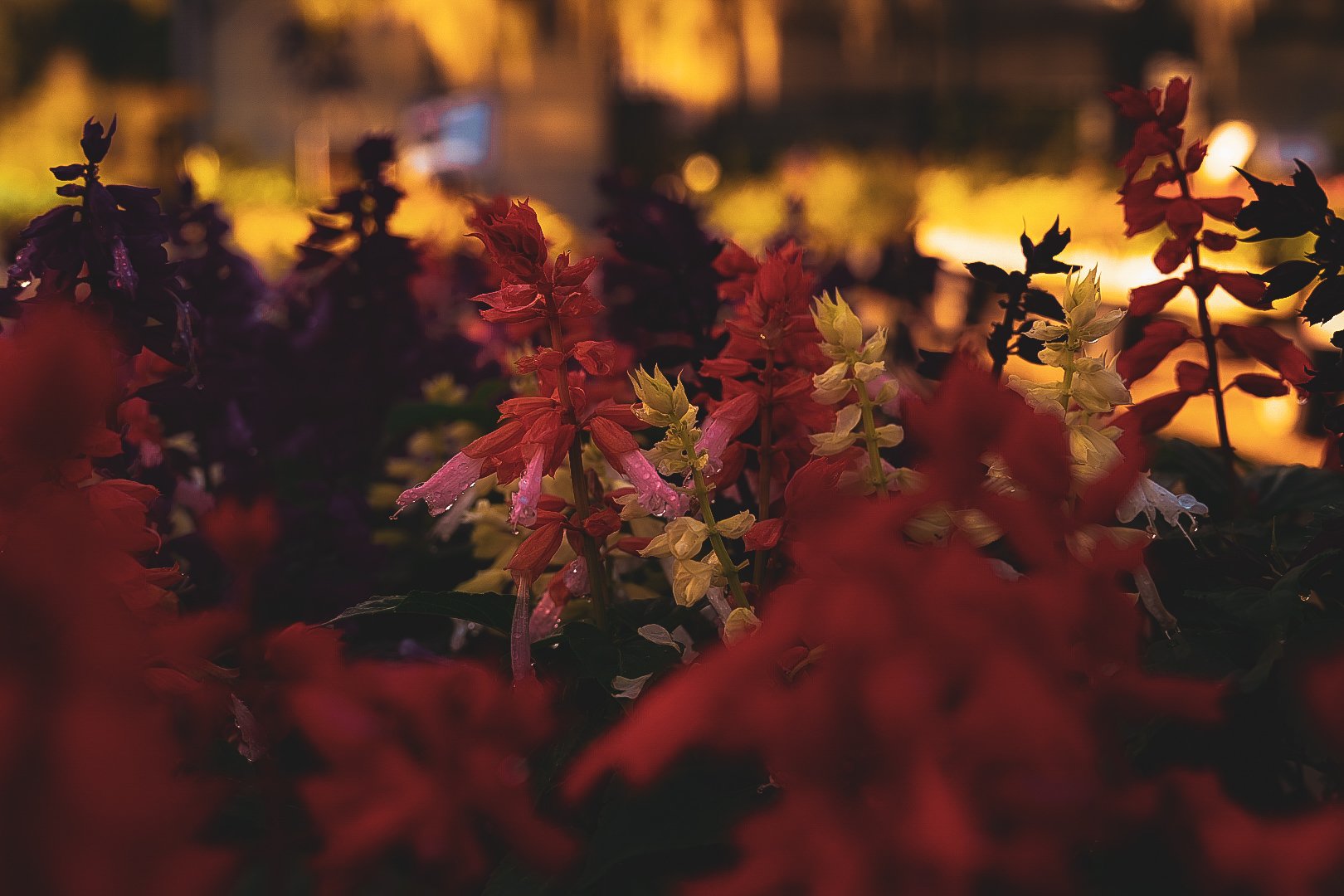 _DSC1498.jpeg