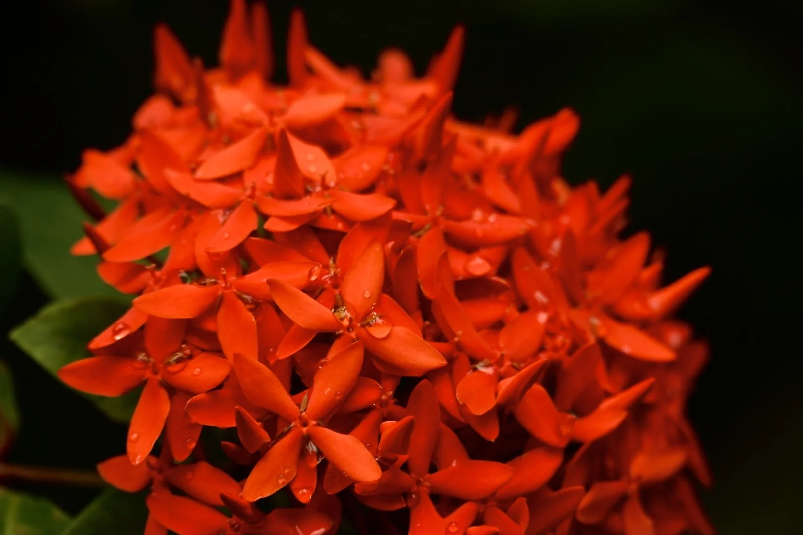 _DSC0378.jpeg