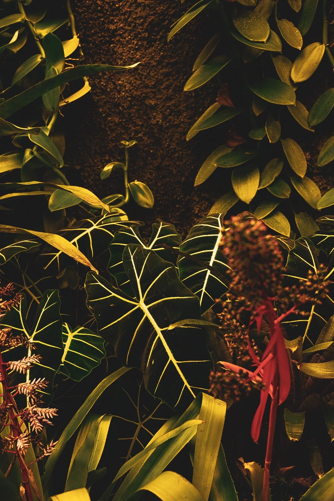 _DSC0458.jpeg