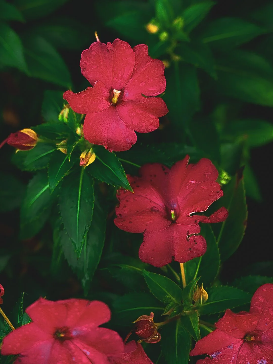 _DSC1515.jpeg