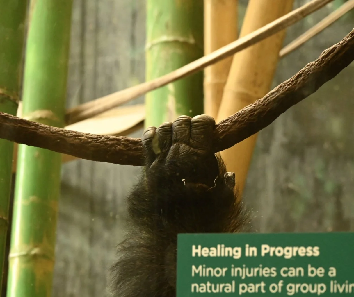Lincoln Park Zoo