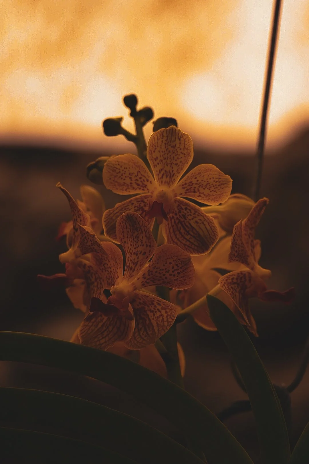 _DSC0417.jpeg