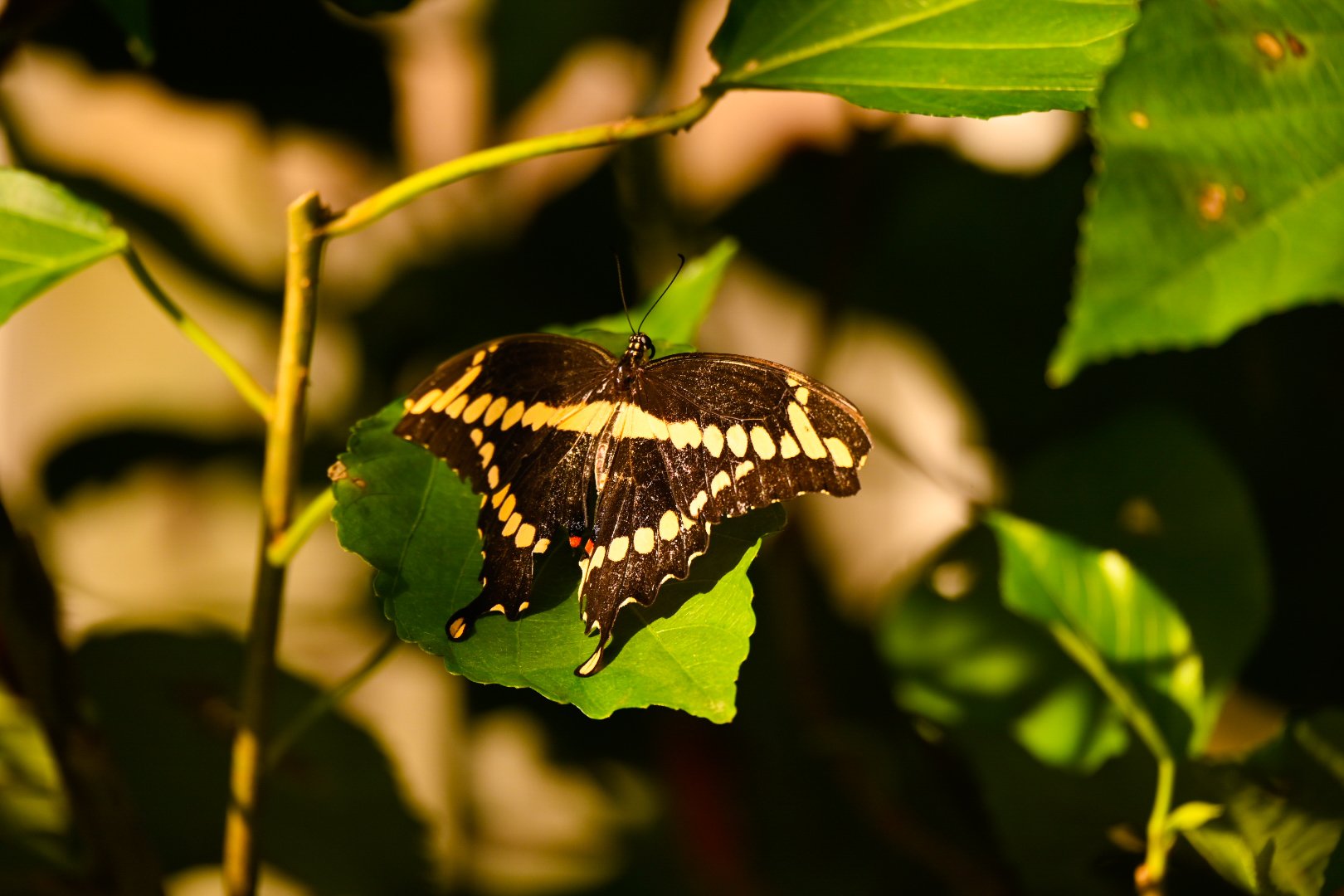 _DSC1377.jpeg