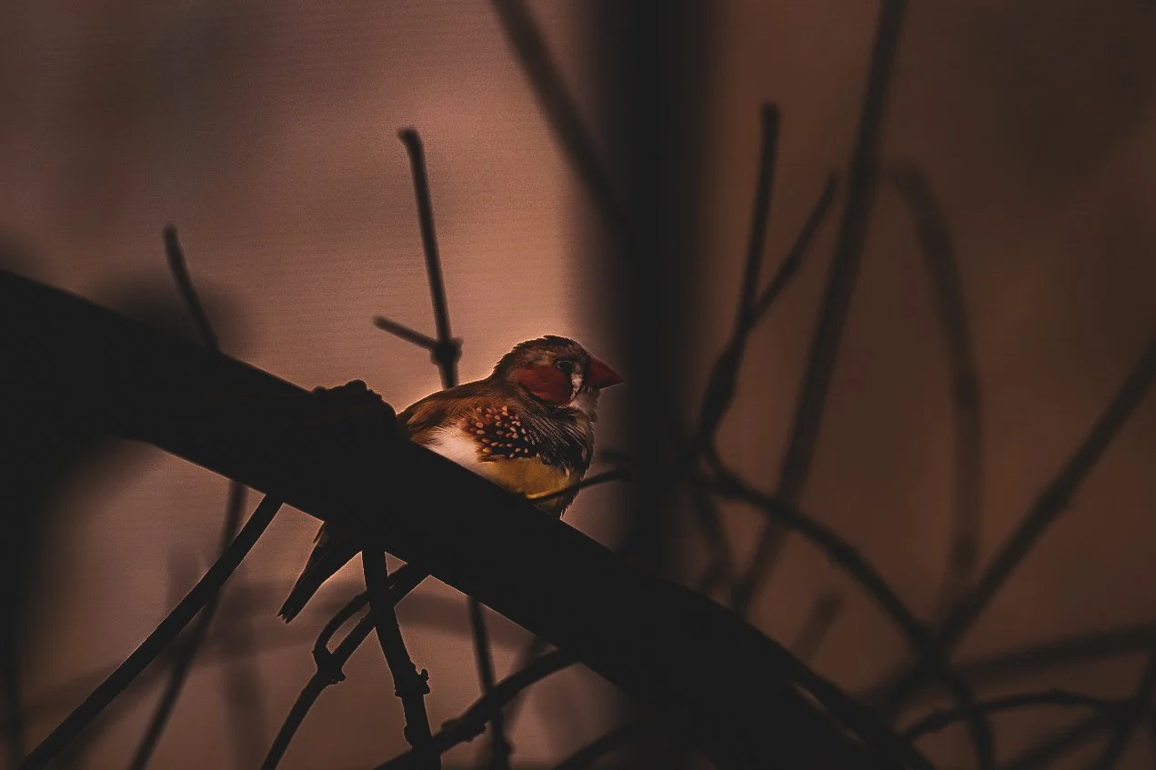_DSC1532.jpeg