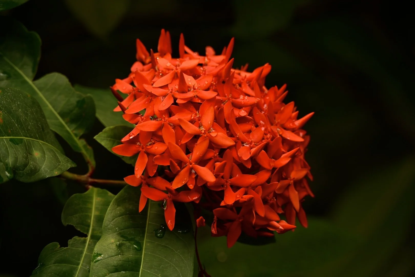 _DSC0376.jpeg