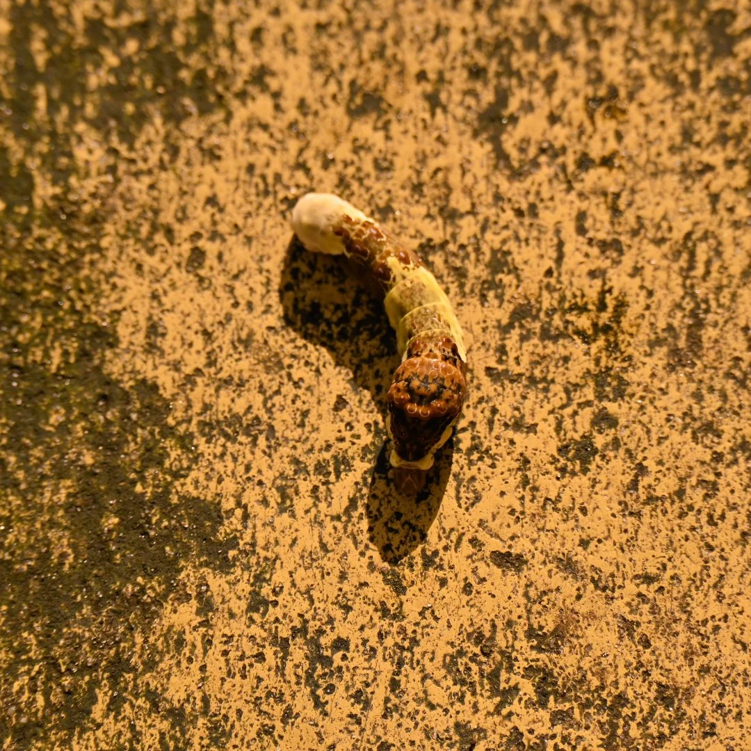 _DSC1491.jpeg