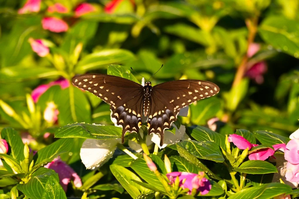 _DSC1347.jpeg