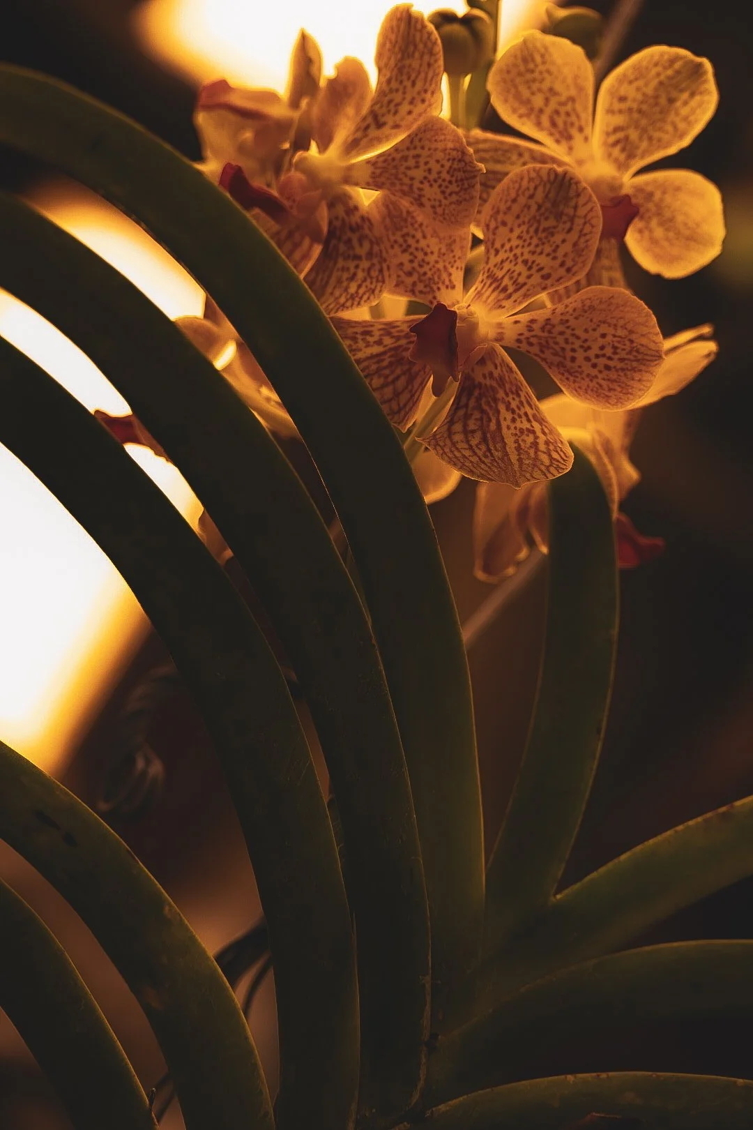 _DSC0590.jpeg