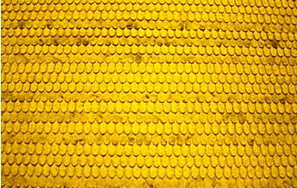 3950Y Scalloped Shingles
