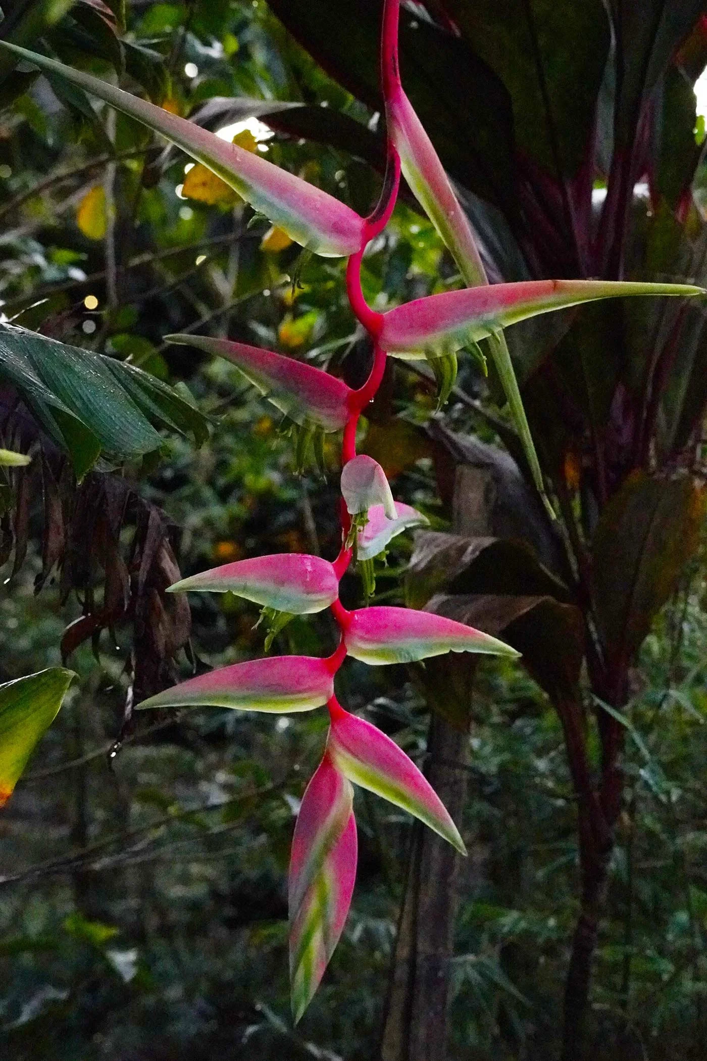 About_Finca_M_lama_Wellness_Farm_Retreat_br_br_Costa_Rica_Finca_M_lama_105.webp