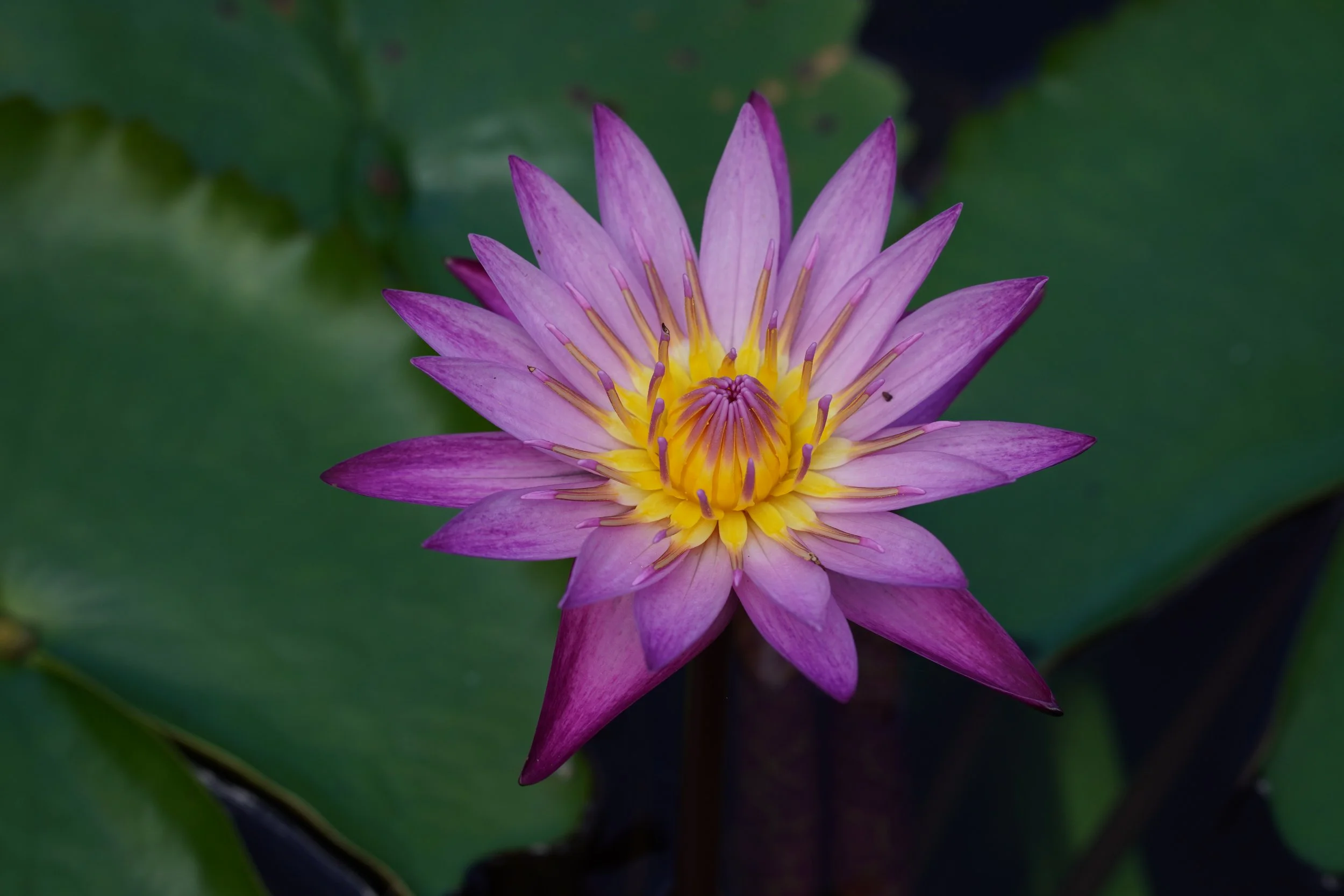Holistic Wellness Consultation