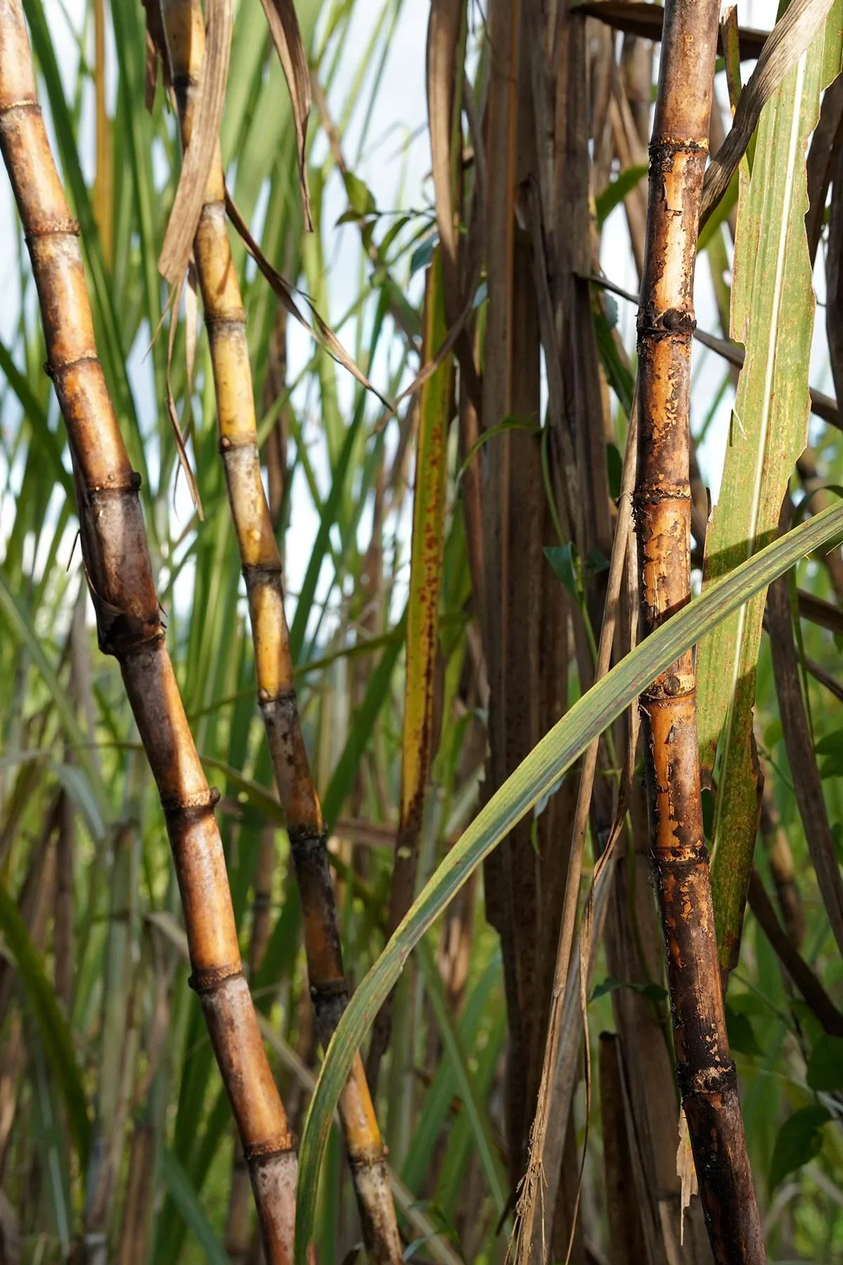 Store_Finca_M_lama_073.webp
