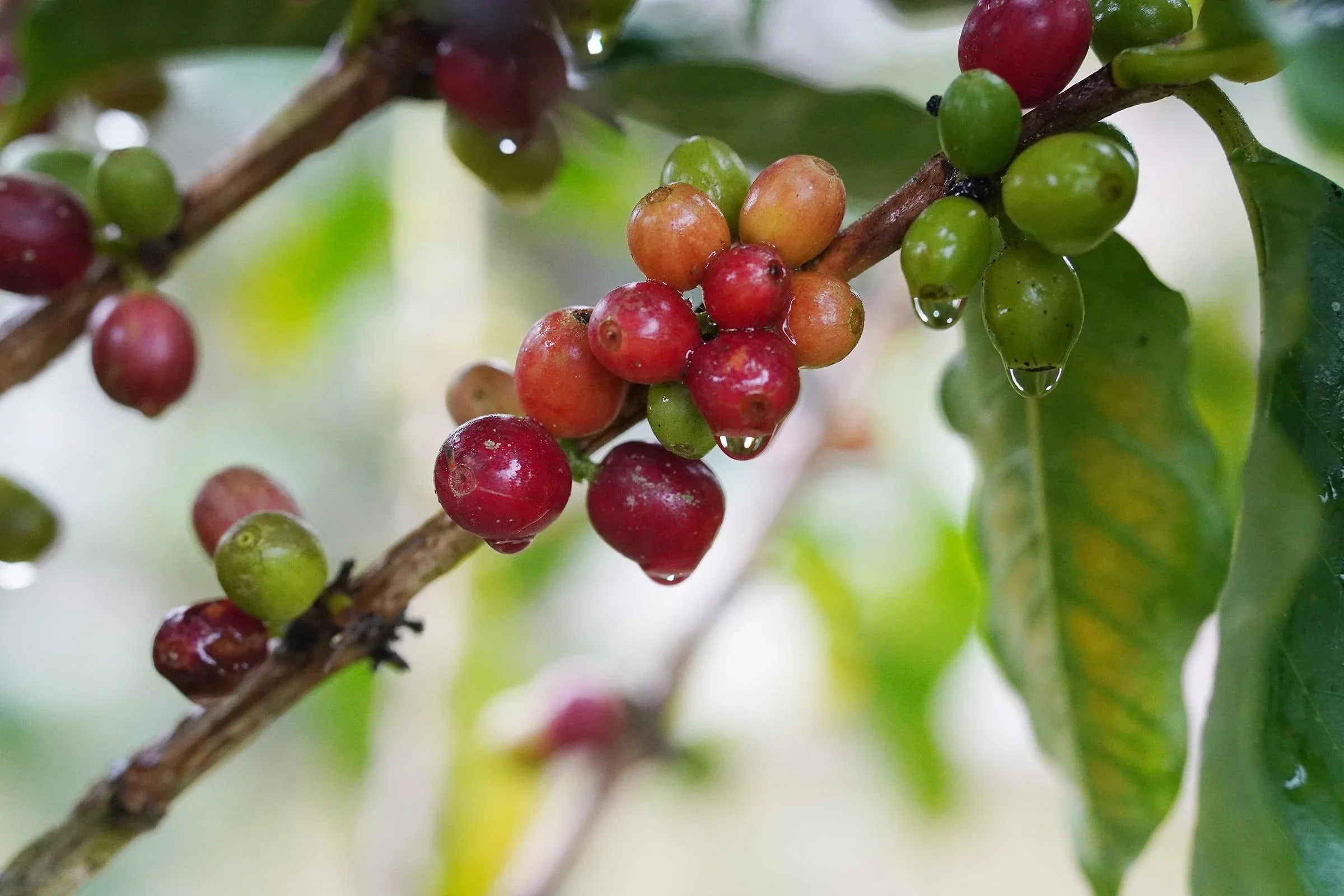 Store_Finca_M_lama_009.webp