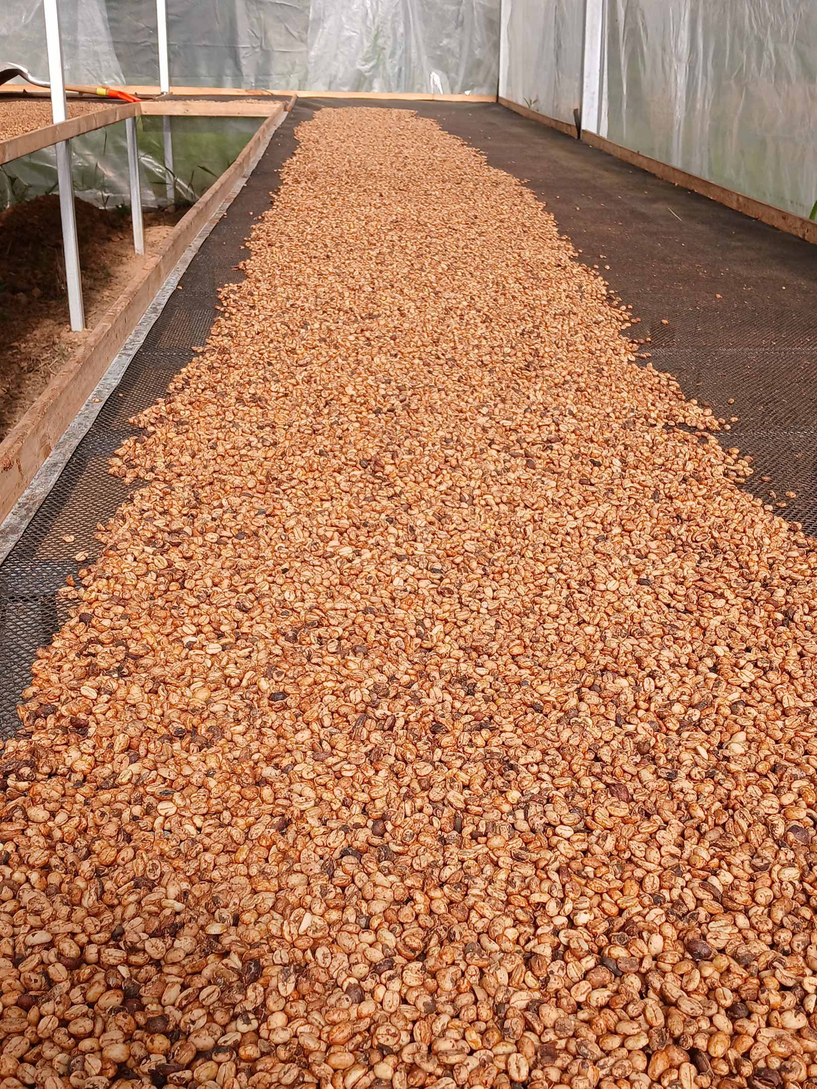 coffee-drying_Web.jpg