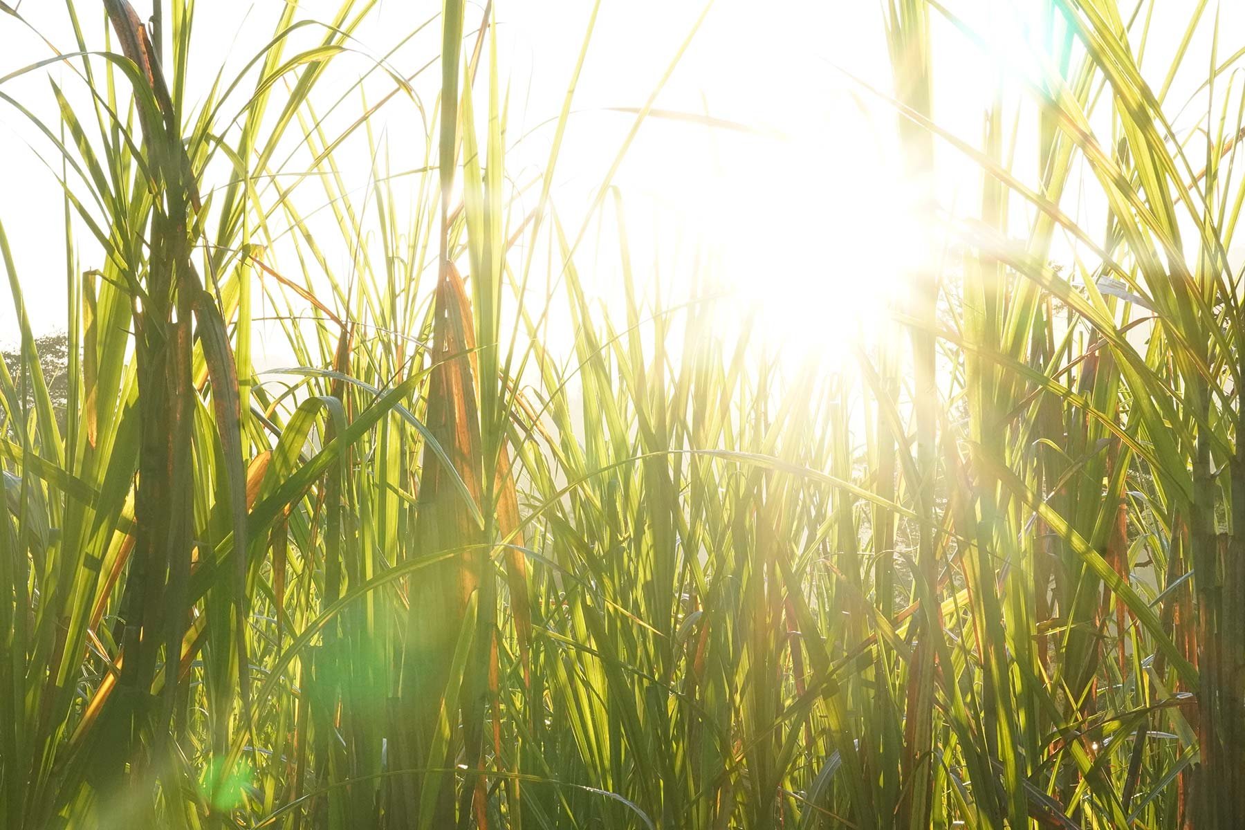 Sugarcane_2_Web.jpg