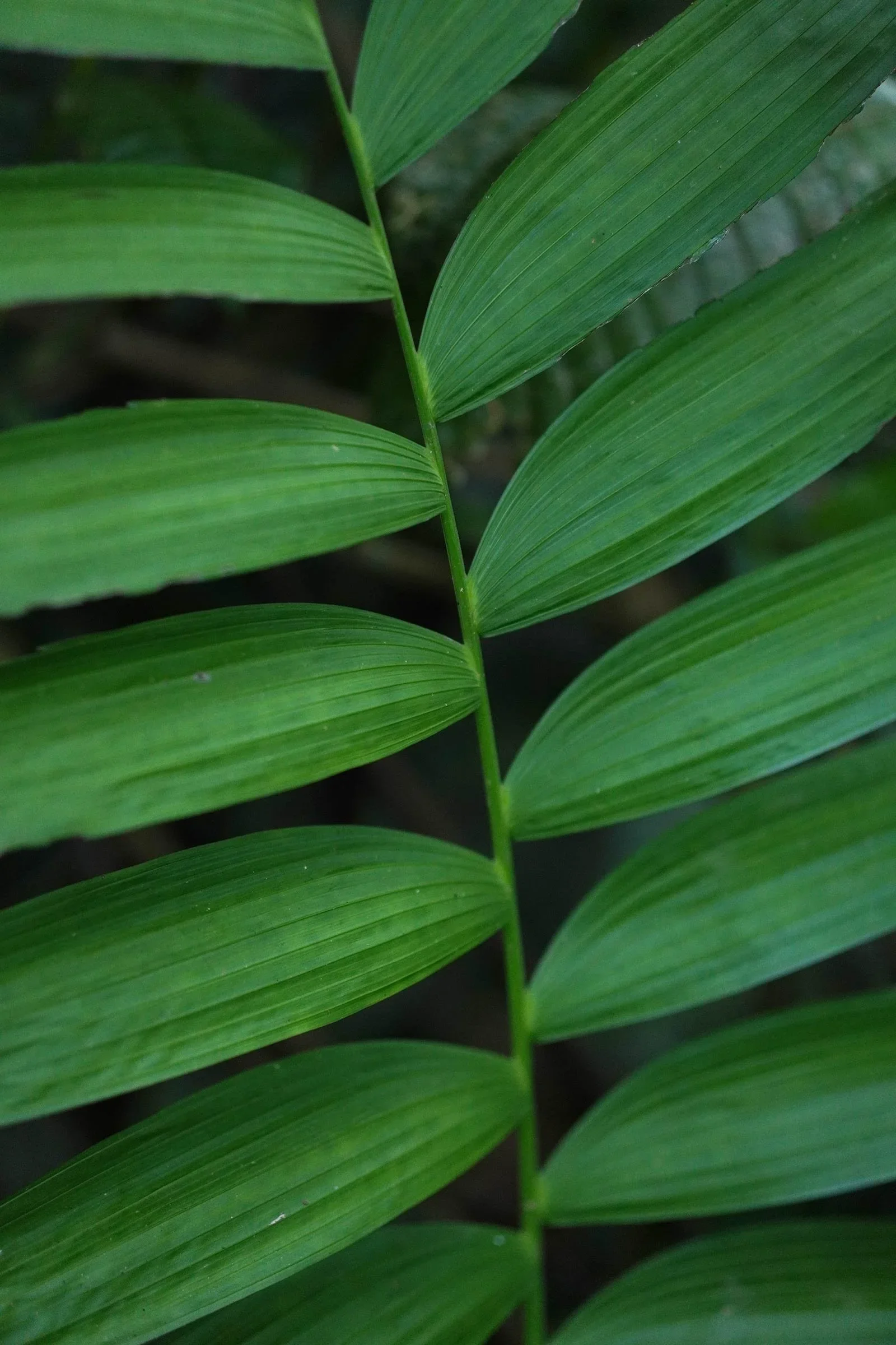 Holistic_Retreat_Costa_Rica_Finca_Malama_br_San_Vito_Finca_M_lama_087.webp