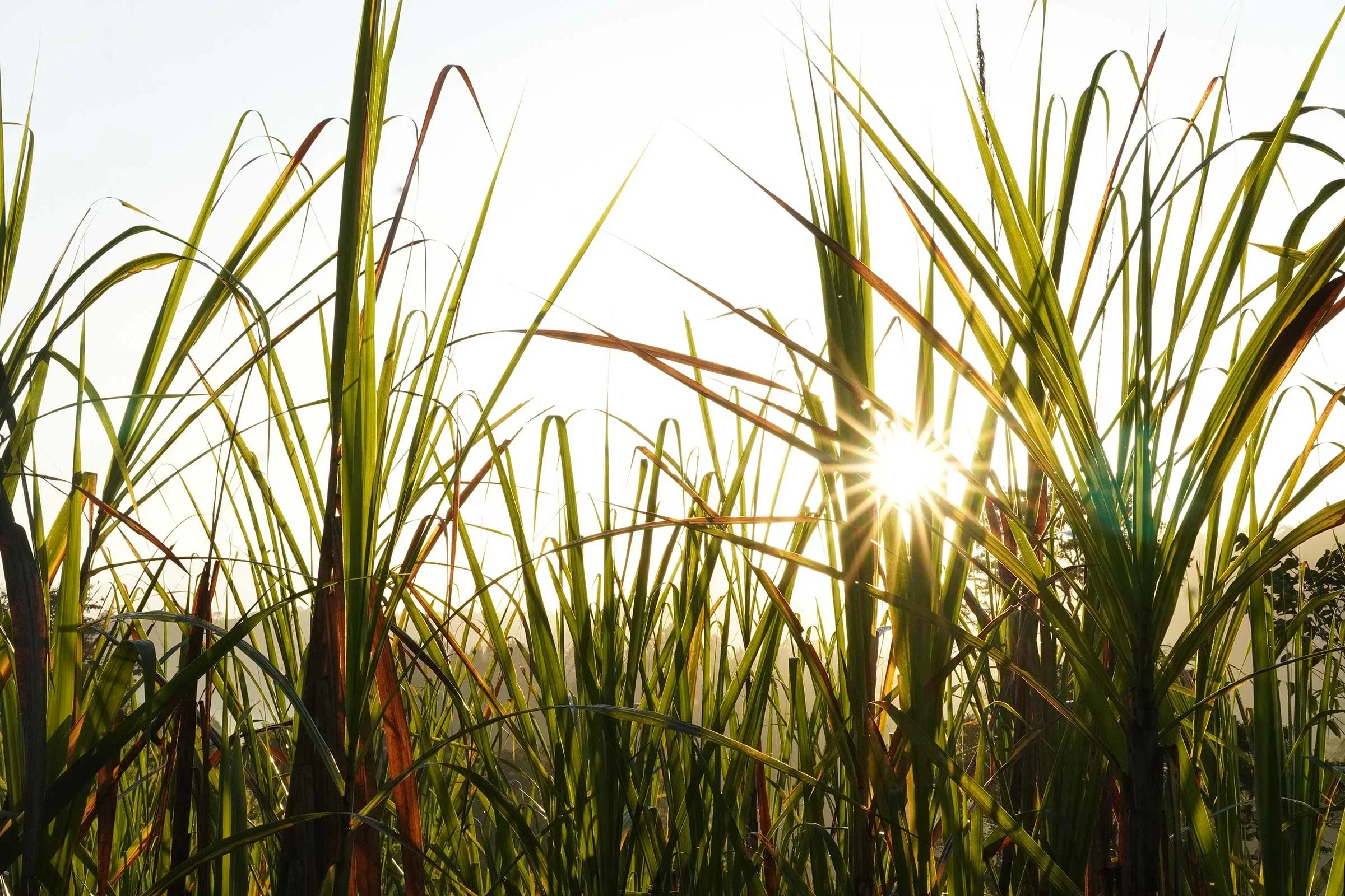 Store_Finca_M_lama_025.webp