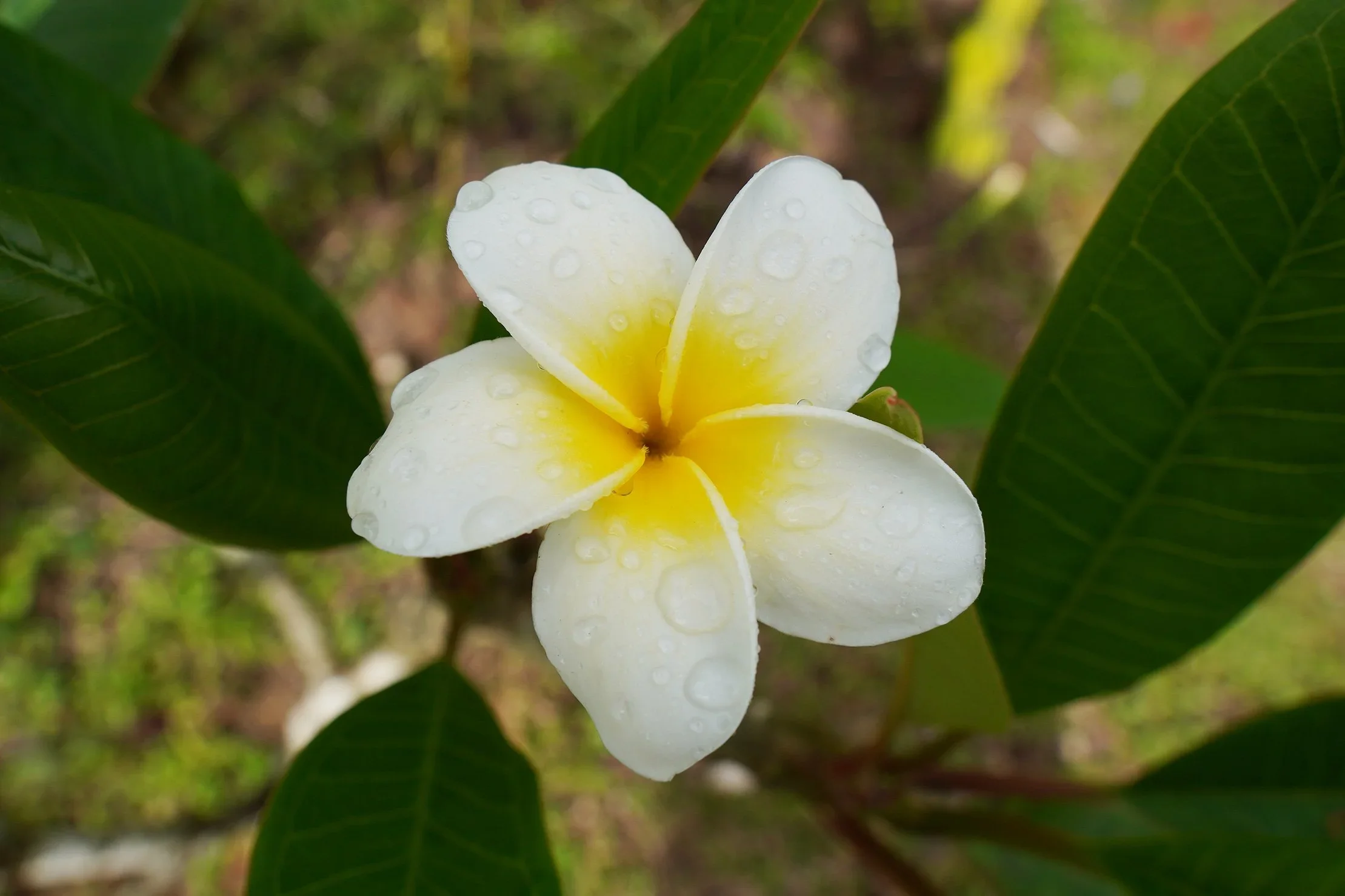 Store_Finca_M_lama_017.webp
