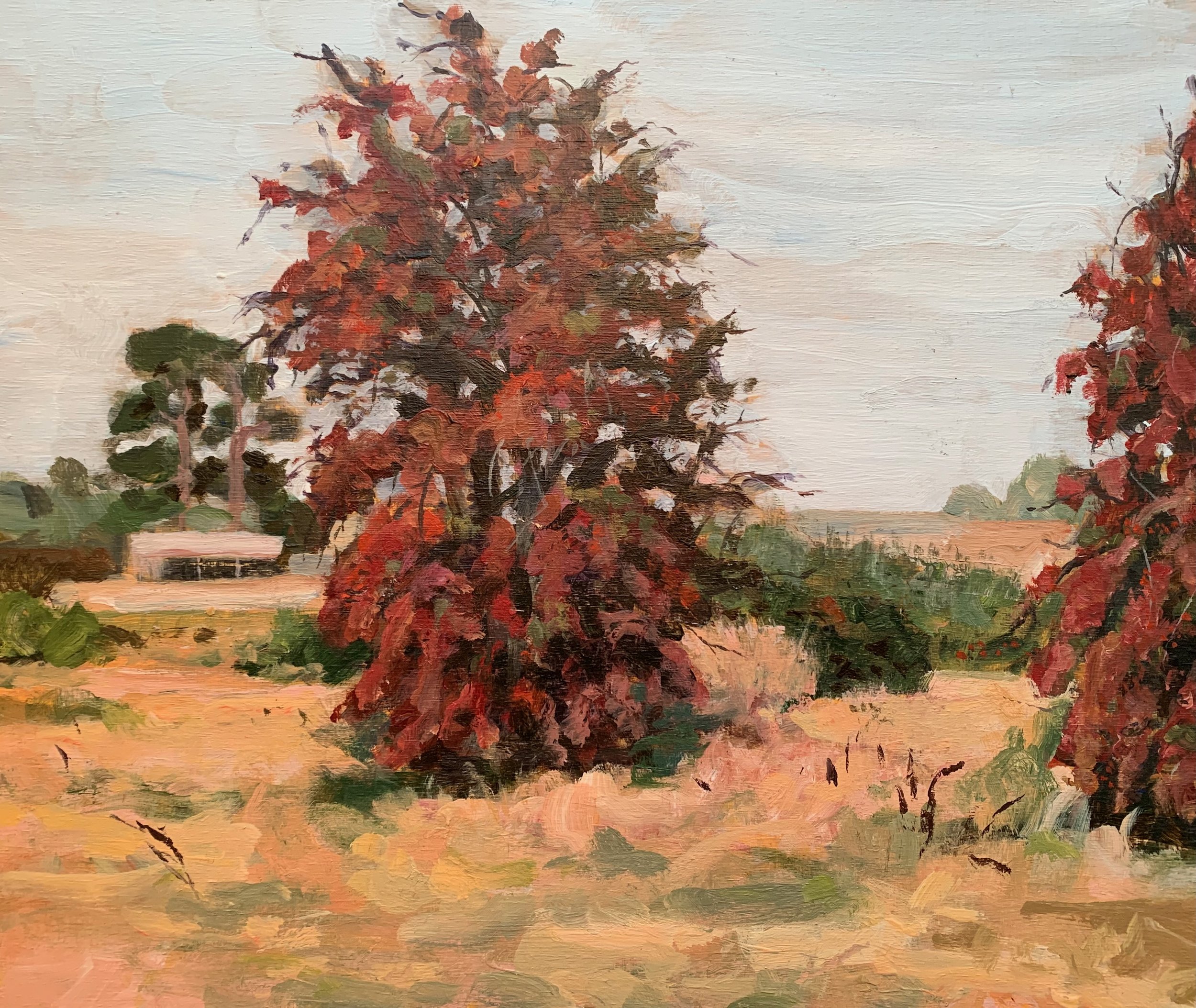 Ratho, Tasmania (plein air) 2025, oil on board, 30 x 25 cm