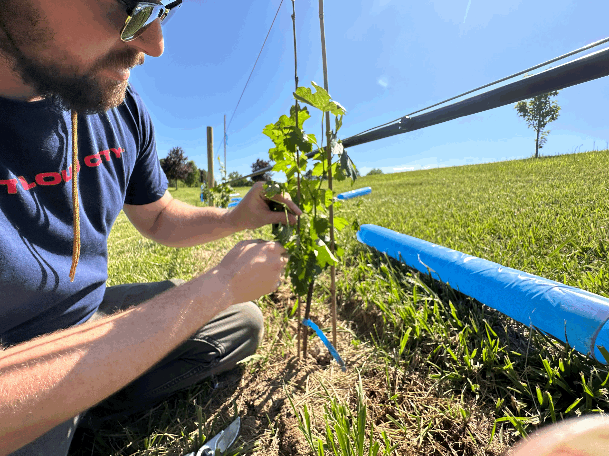 Viticulture &amp; Winemaking For Small Wineries