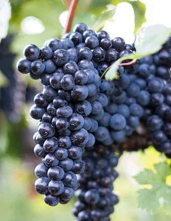 Norton - Bulk Pricing (1T) - Coming Soon