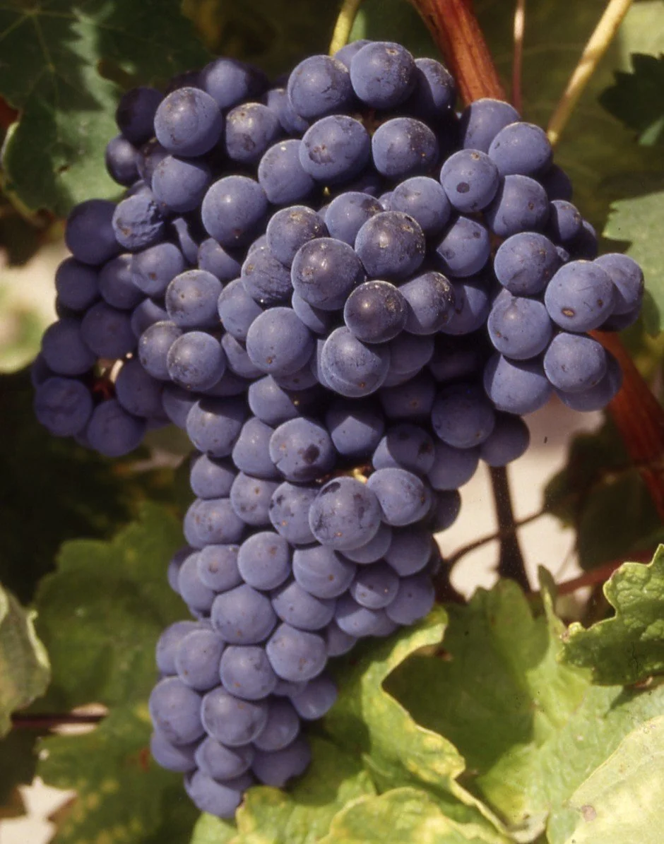 Tempranillo - Coming Soon