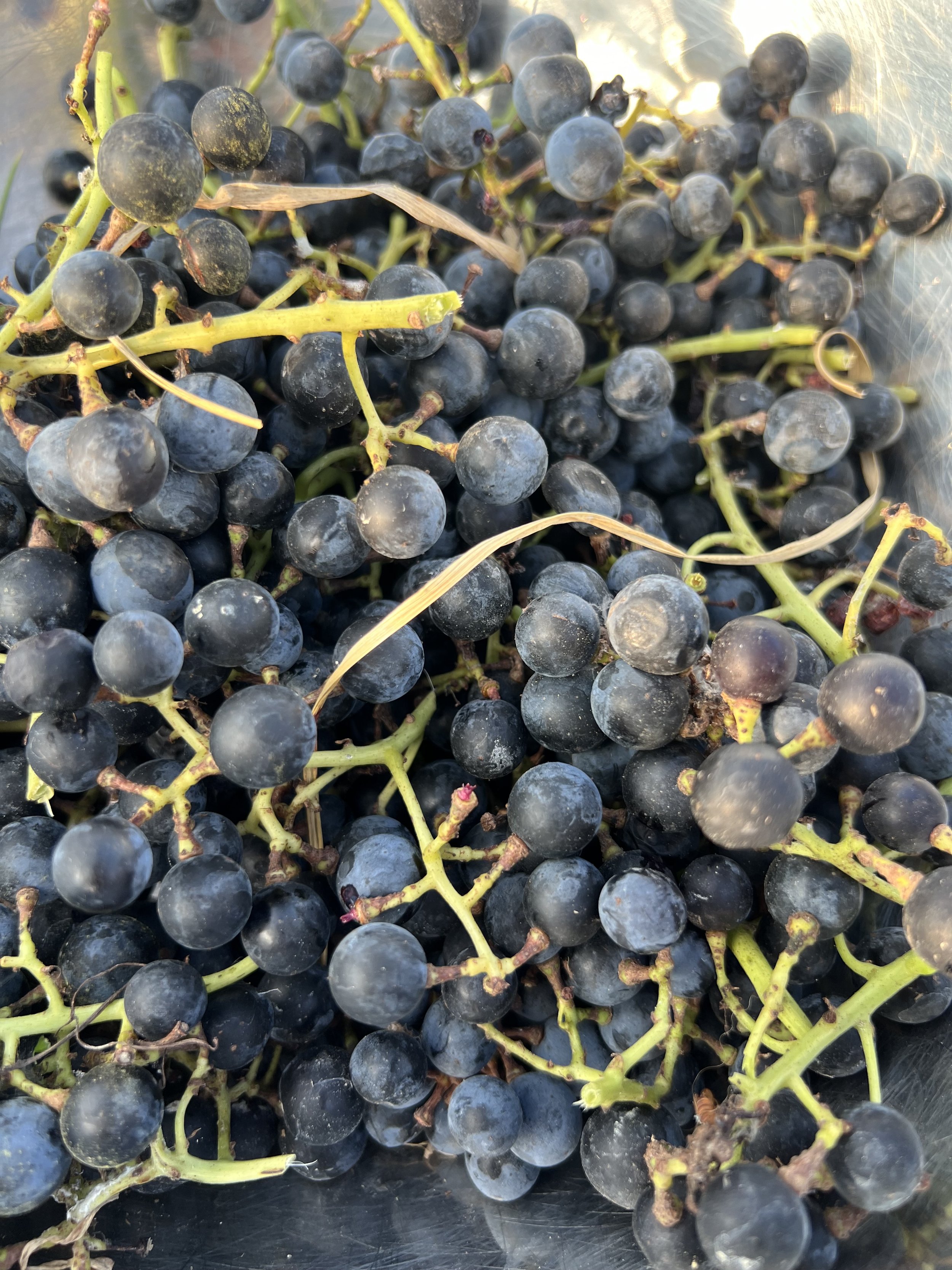 Close-up of Norton wine grapes.