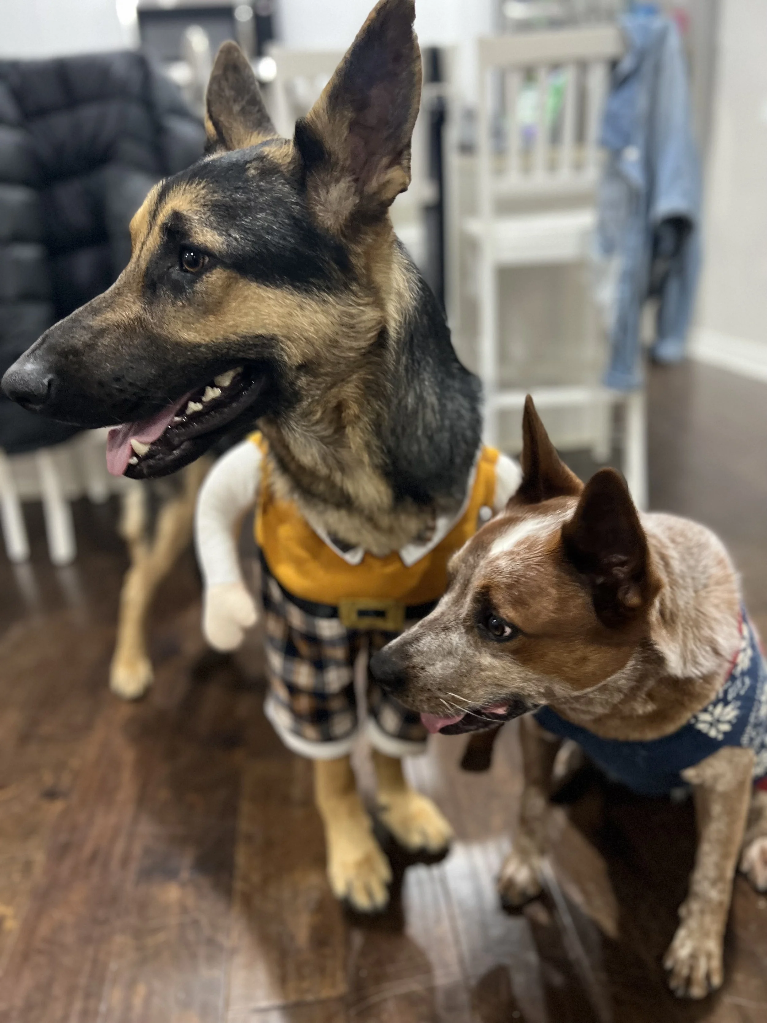 Edgar and Reignn, the Kinsey Family Vineyards farm dogs